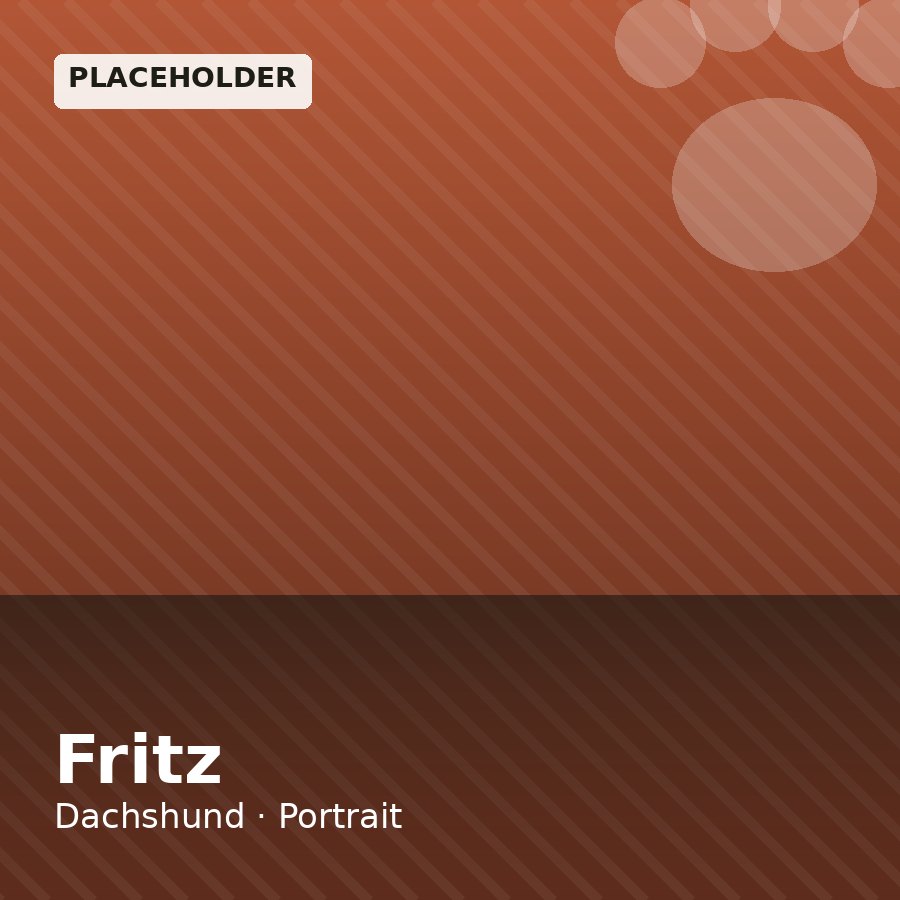 Fritz, Dachshund puppy