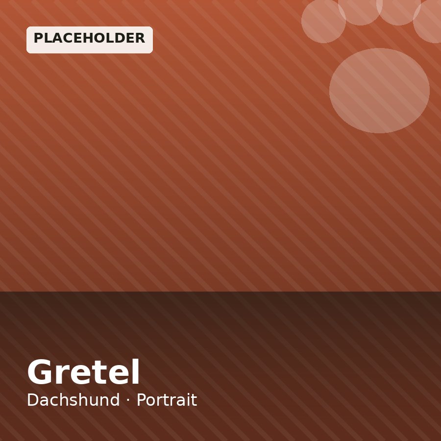 Gretel, Dachshund puppy, Female, Cream