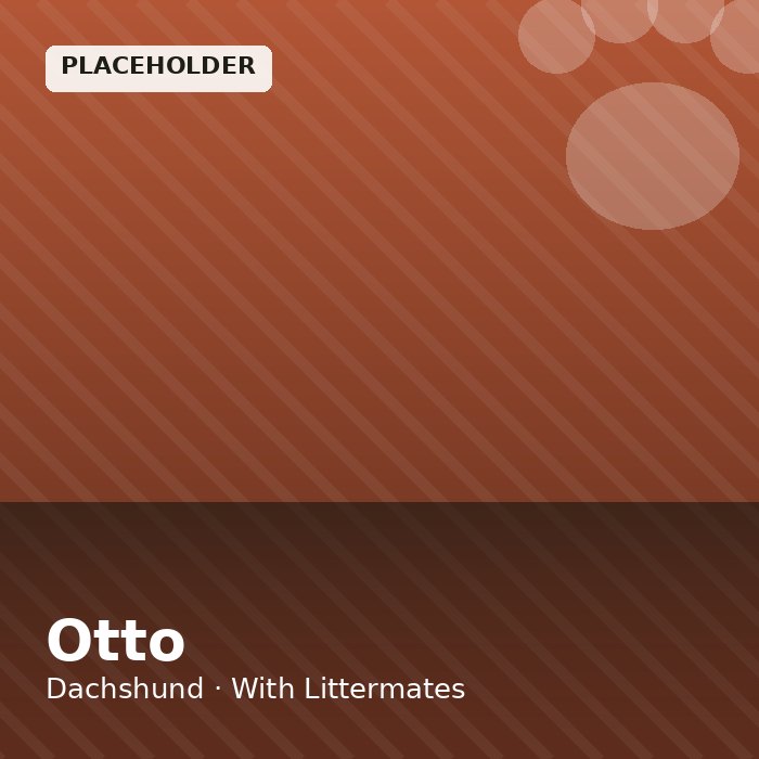 Otto photo 4