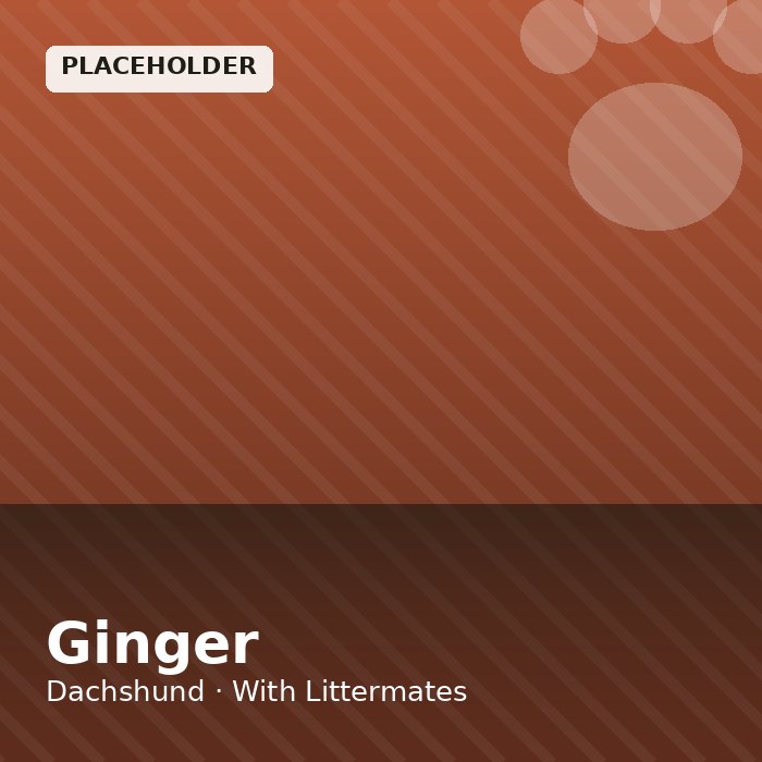 Ginger photo 4