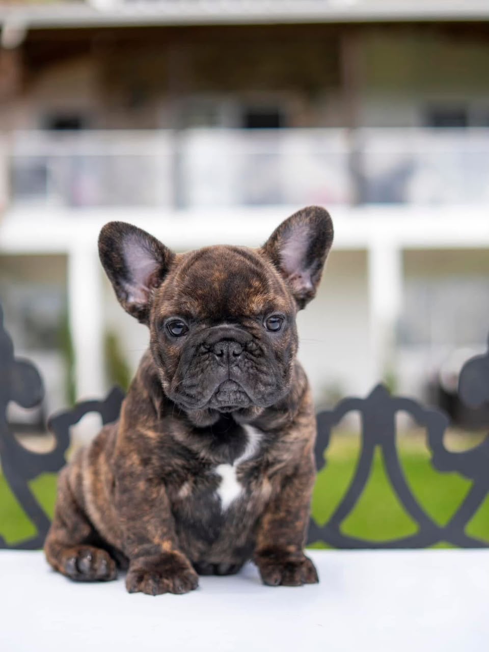 Nala, French Bulldog puppy