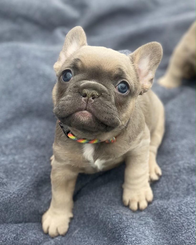 Coco, French Bulldog puppy, Female, Fawn