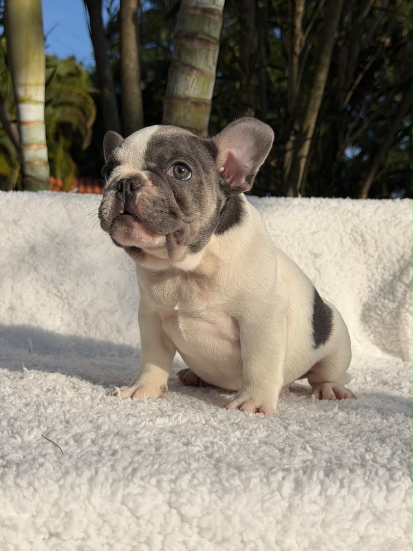 Peanut, French Bulldog puppy, Female, Pied