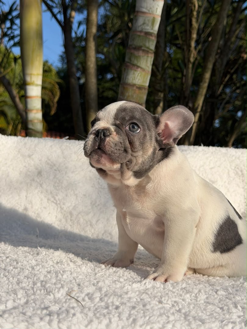 Peanut photo 2