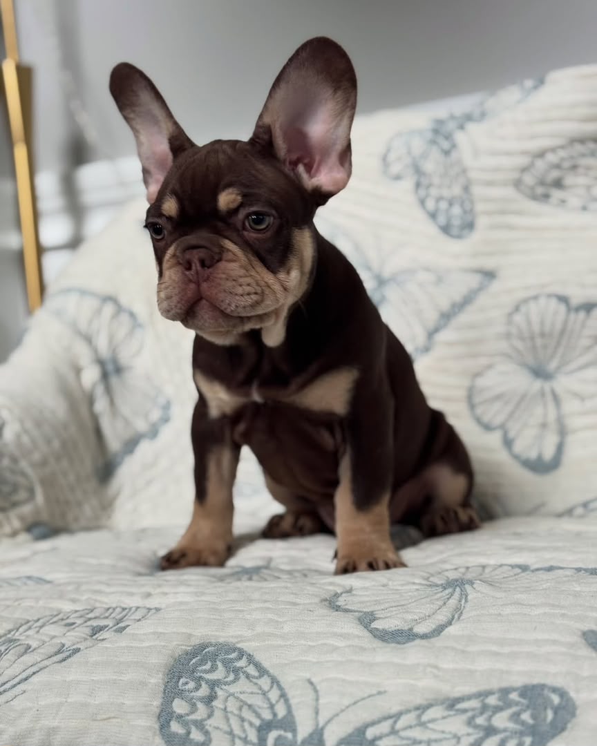 Bruno, French Bulldog puppy, Male, Chocolate Fawn