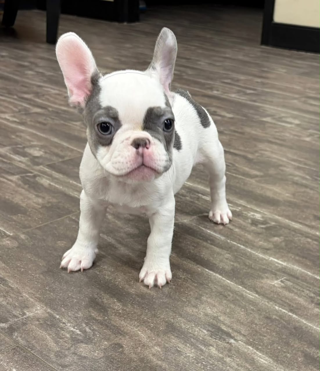 Mabel, French Bulldog puppy, Female, Pied