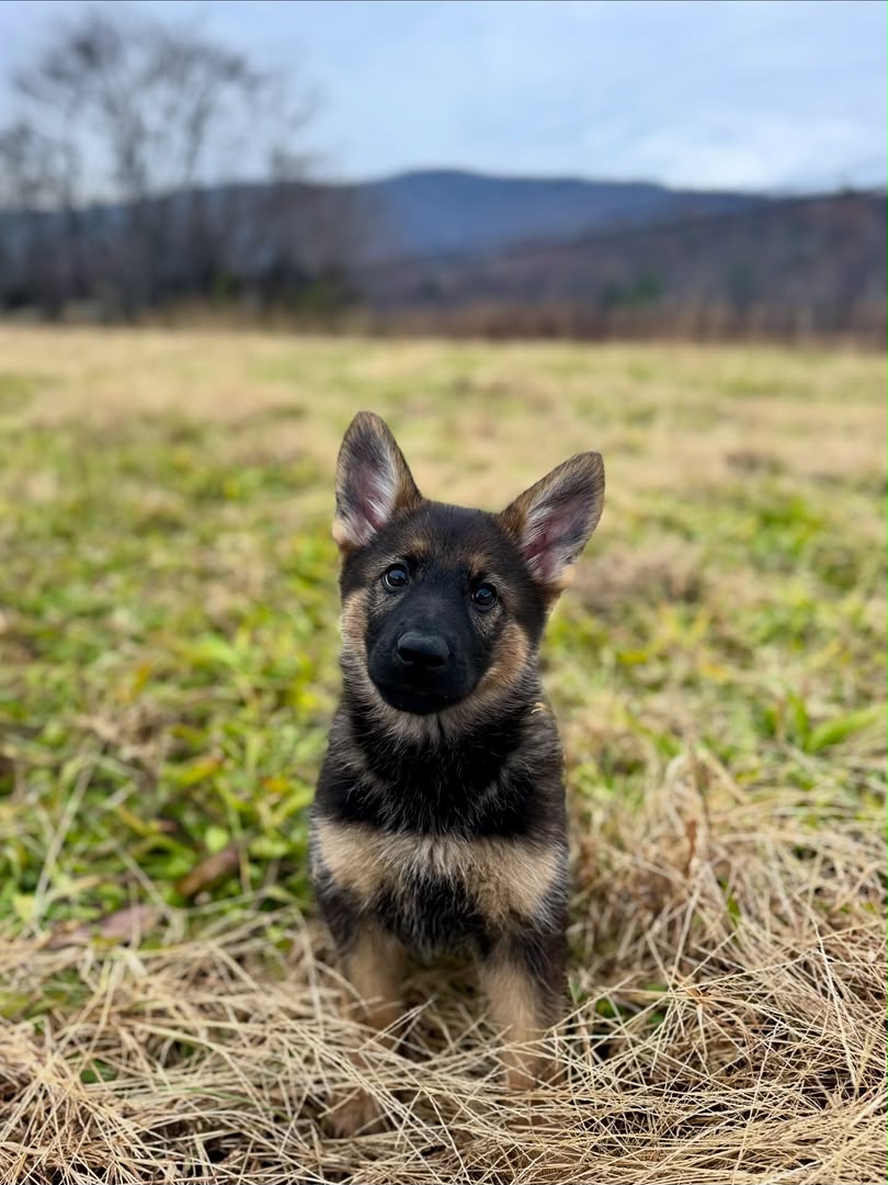 Sasha, German Shepherd puppy, Male, Bi-Color