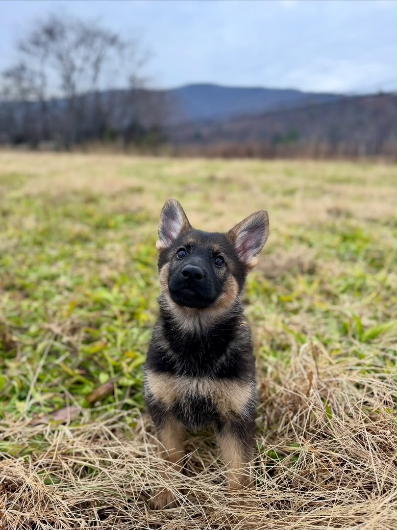 Sasha photo 4