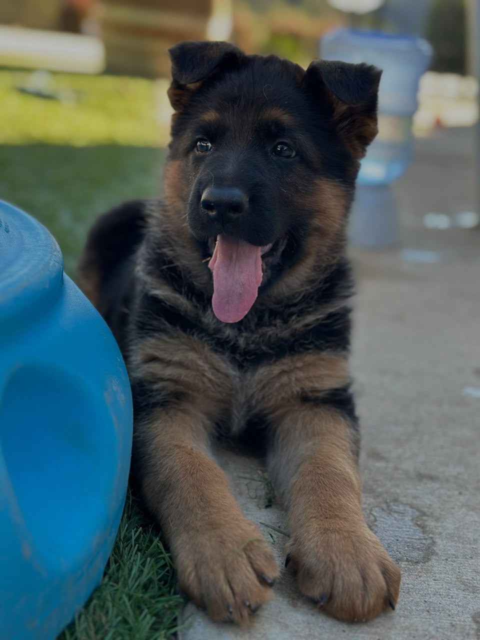 Nova, German Shepherd puppy, Female, Bi-Color