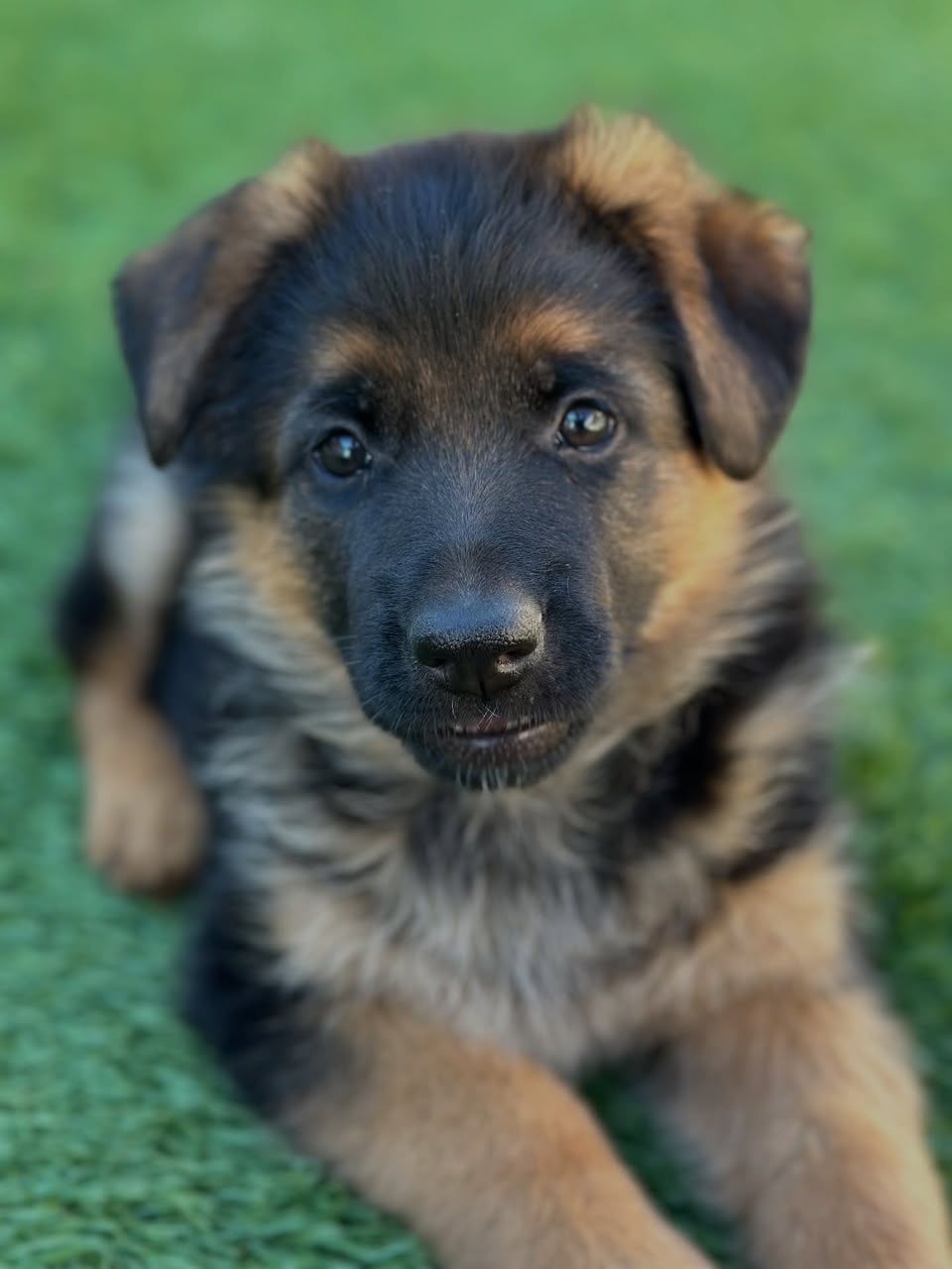 Nova photo 3