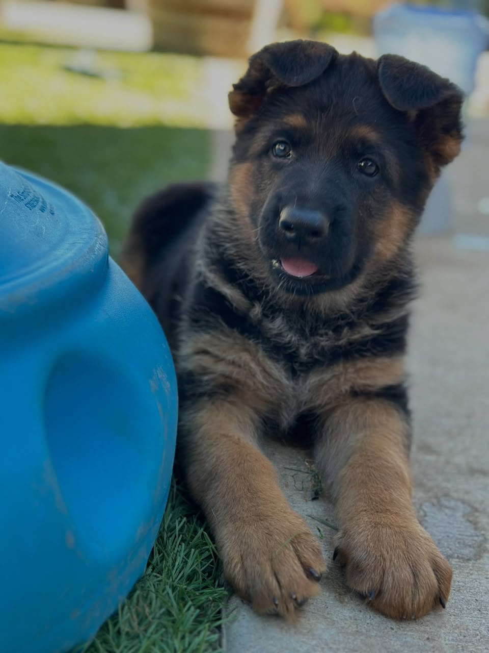 Nova photo 4