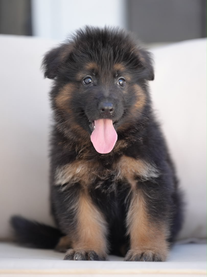 Duke photo 2