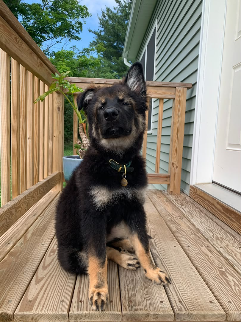 Athena, German Shepherd puppy, Male, Black & Red