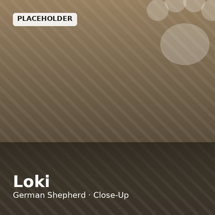 Loki photo 3