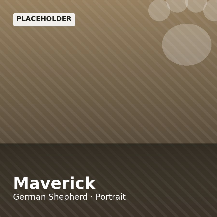 Maverick, German Shepherd puppy, Male, Black & Tan
