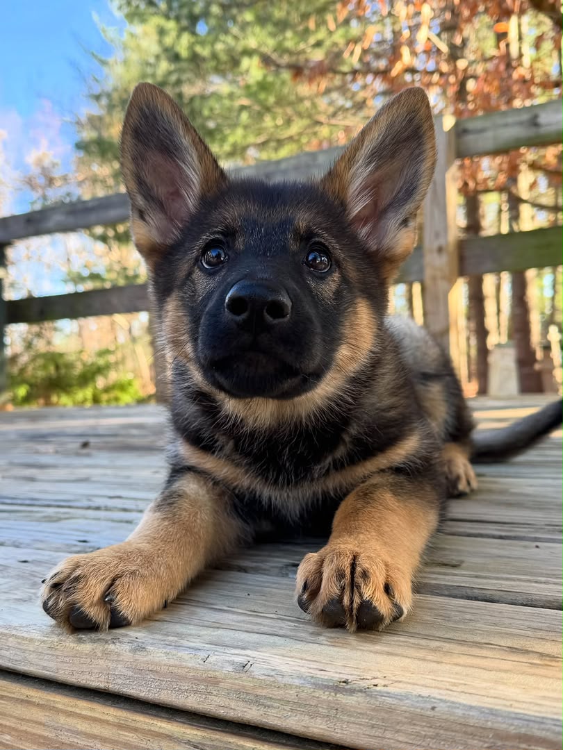 Maverick photo 2