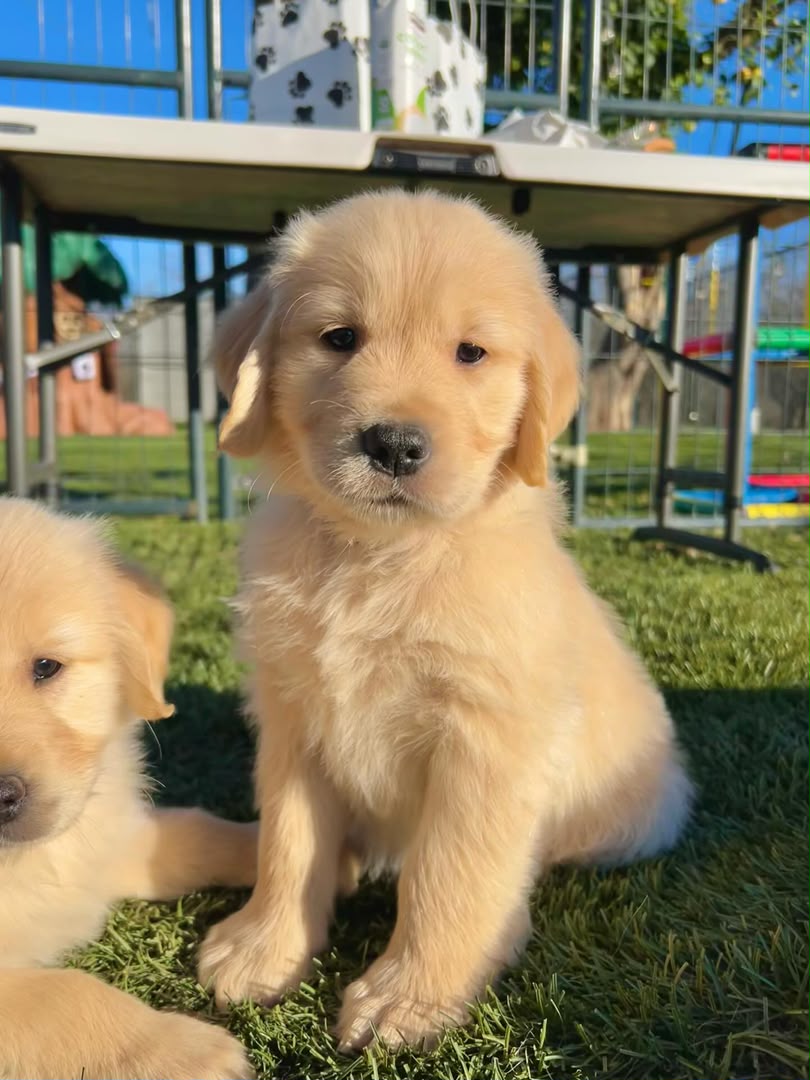 Riley, Golden Retriever puppy, Male, Dark Golden