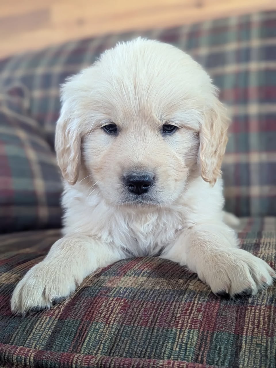 Toby photo 2
