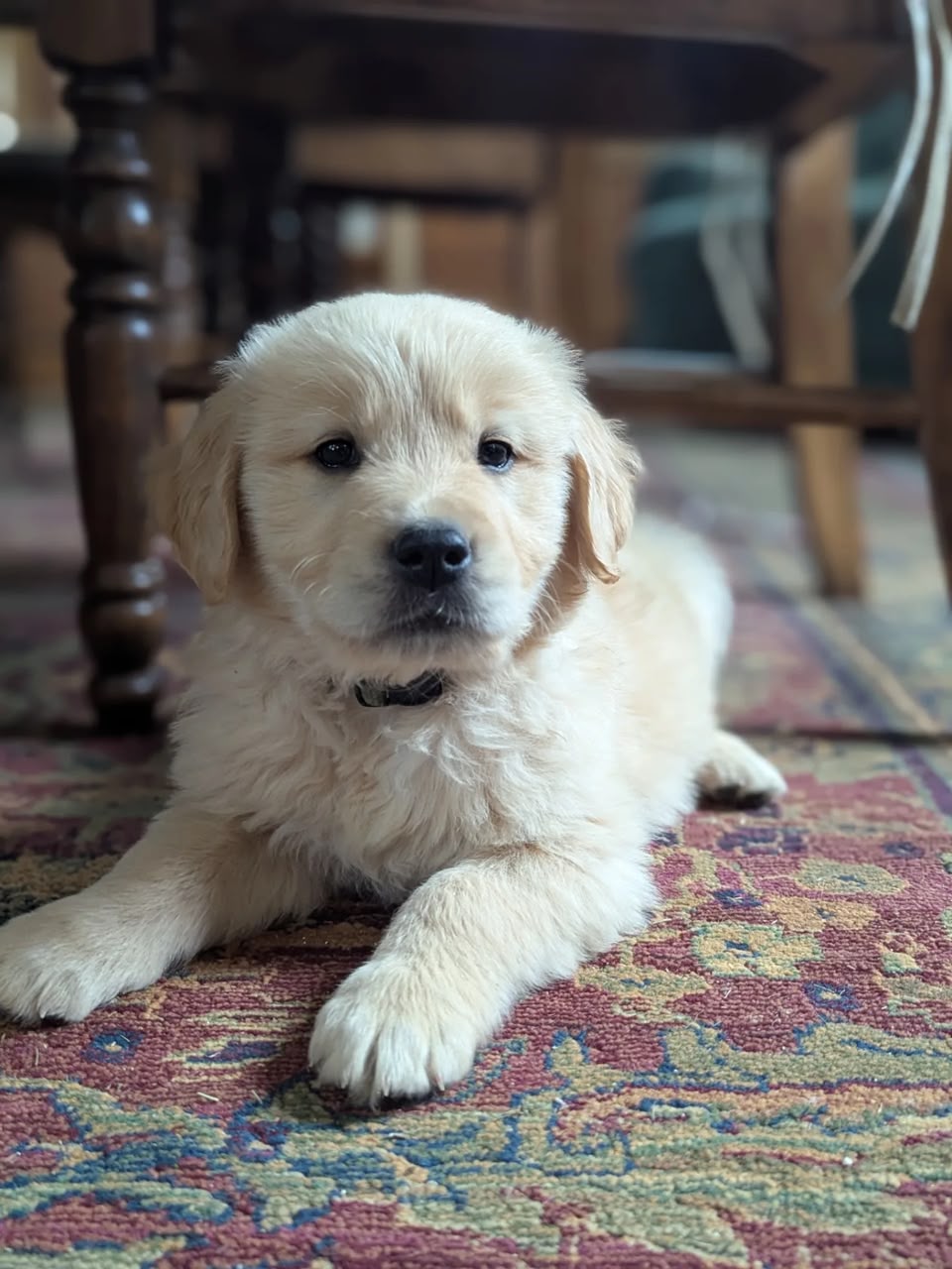 Toby photo 3