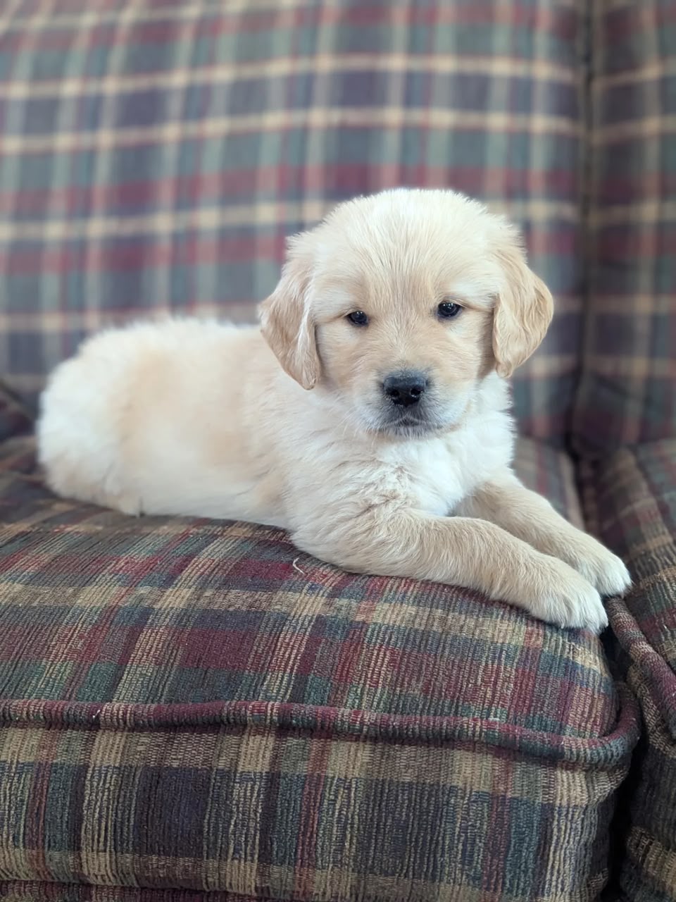 Toby photo 4