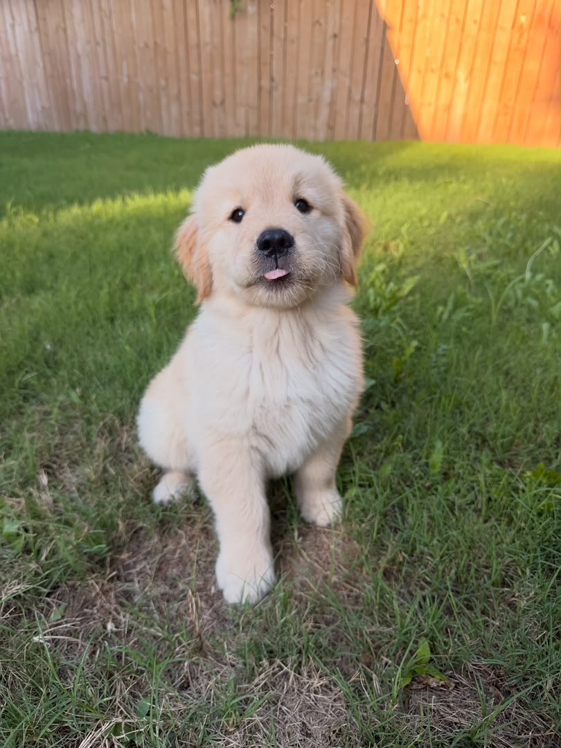 Goldie photo 3