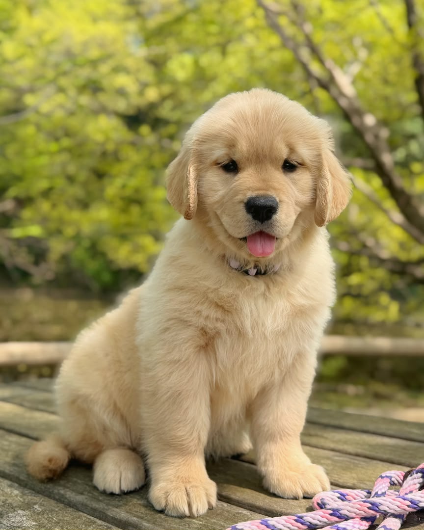 Rusty, Golden Retriever puppy, Male, Dark Golden