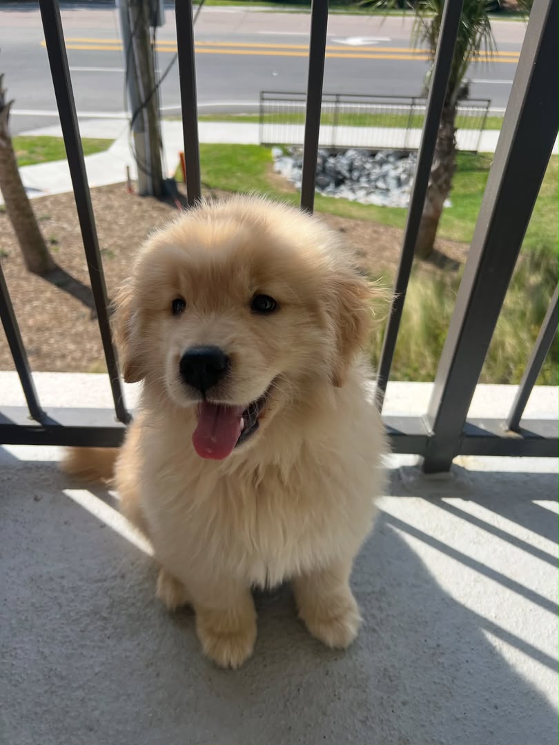 Amber, Golden Retriever puppy, Male, Golden