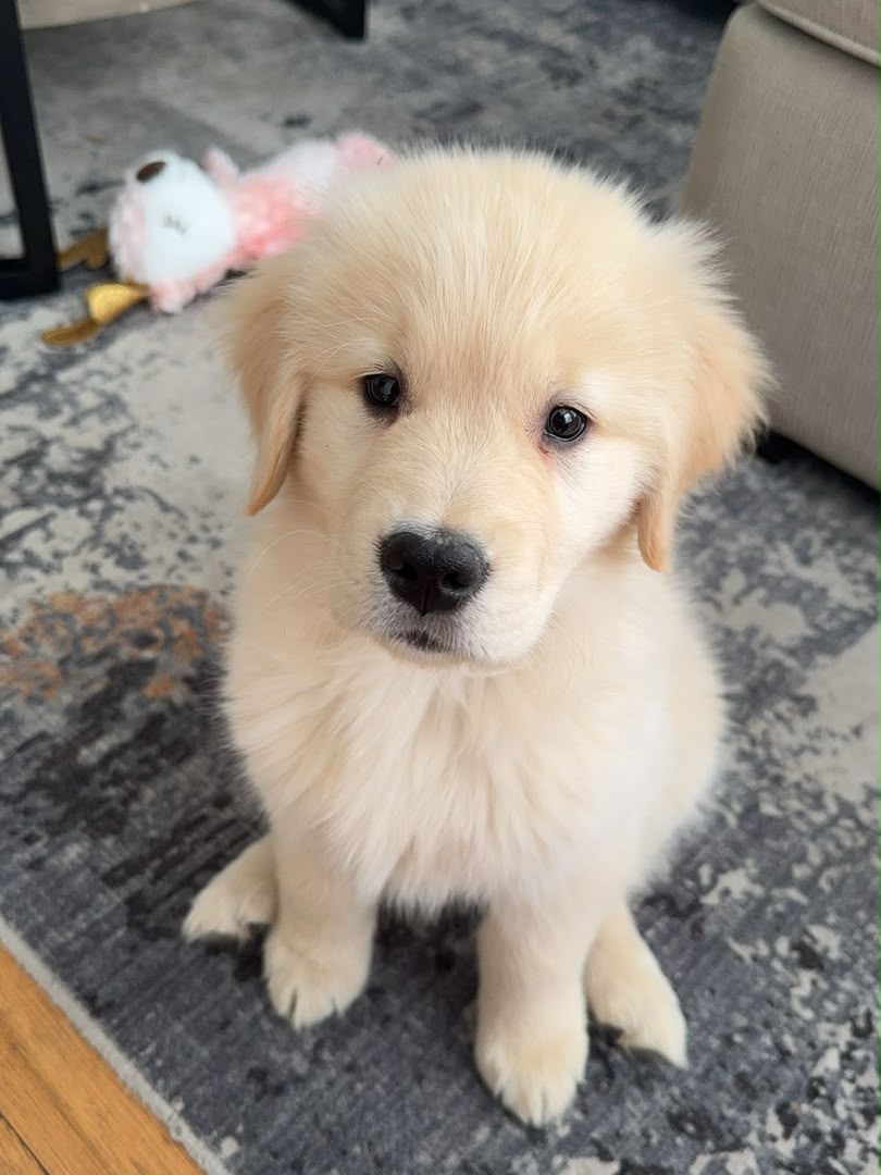Finn, Golden Retriever puppy, Male, Golden
