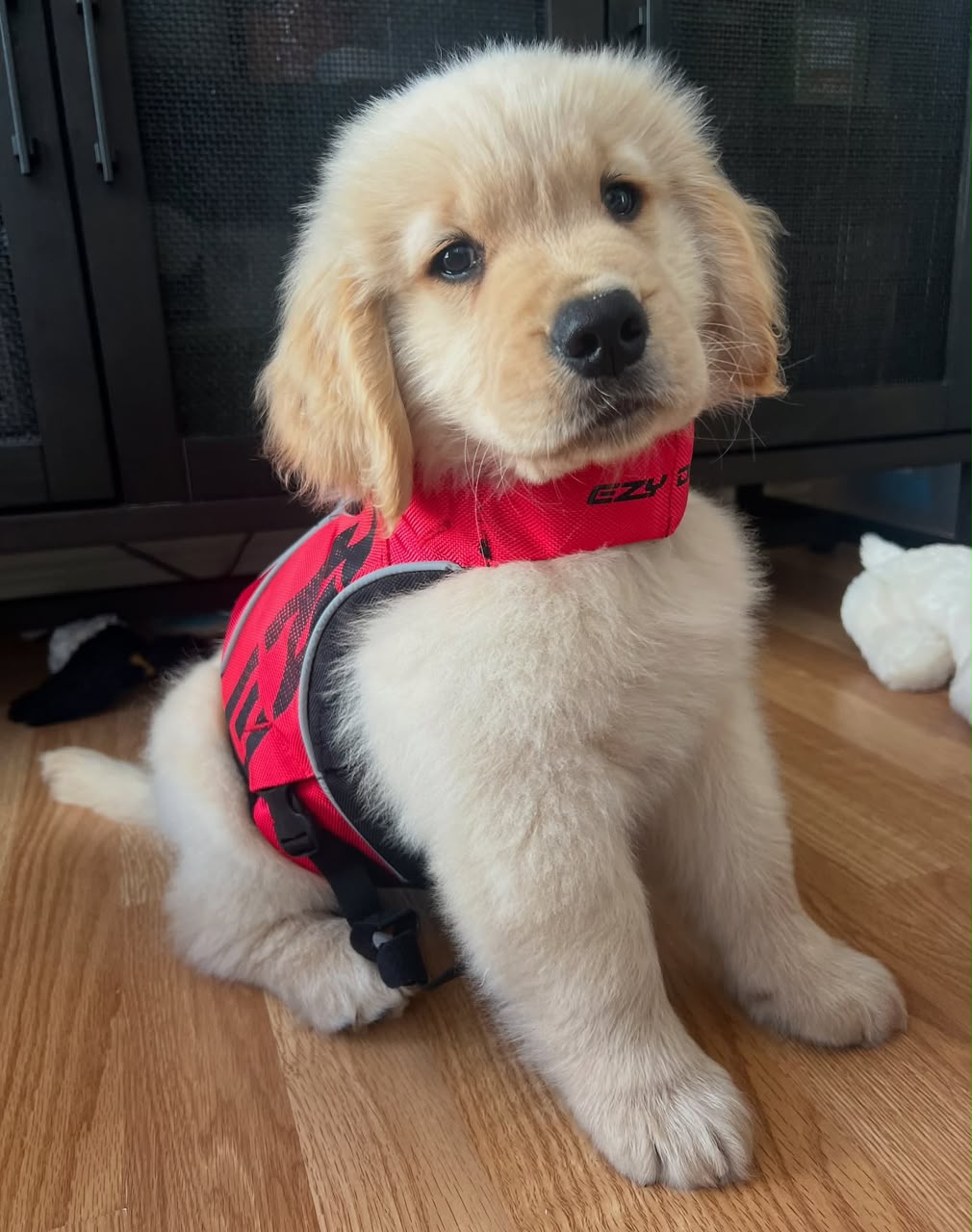 Copper, Golden Retriever puppy, Male, Dark Golden