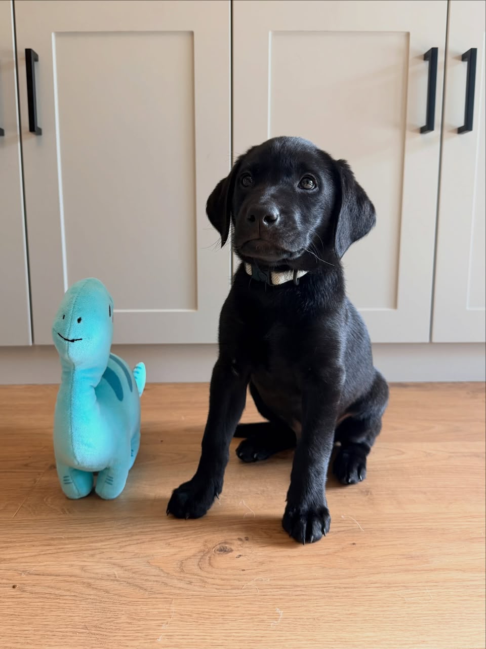 Maggie, Labrador Retriever puppy, Male, Black