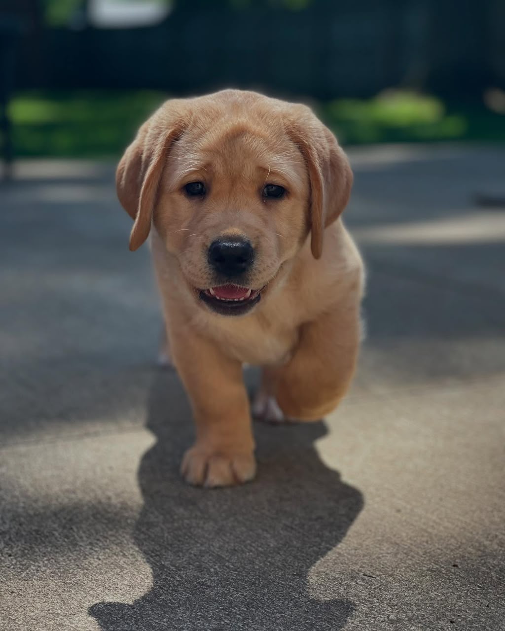 Buddy, Labrador Retriever puppy