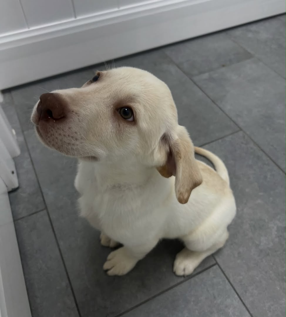 Sadie photo 3
