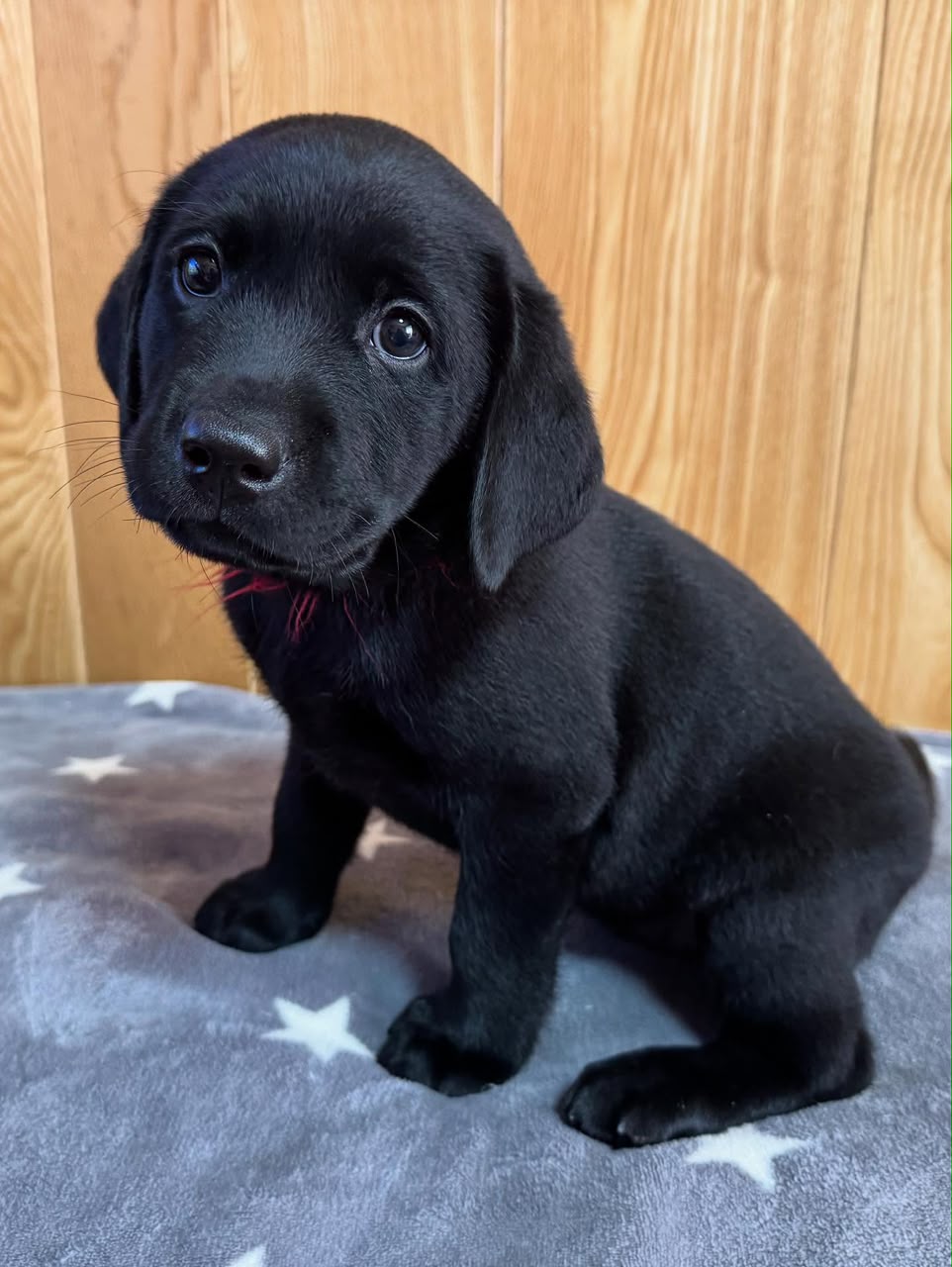Chloe, Labrador Retriever puppy, Female, Black