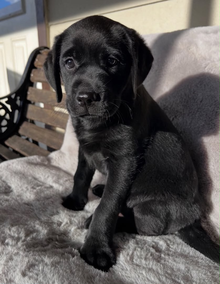 Max, Labrador Retriever puppy, Female, Black