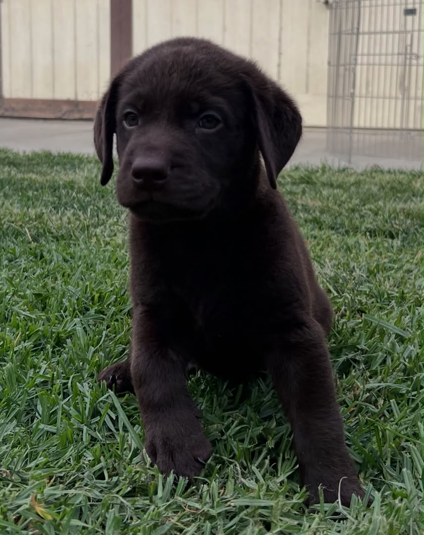 Ellie photo 3