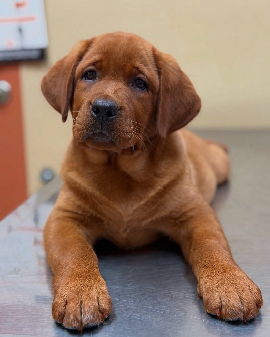 Zeus, Labrador Retriever puppy, Male, Fox Red