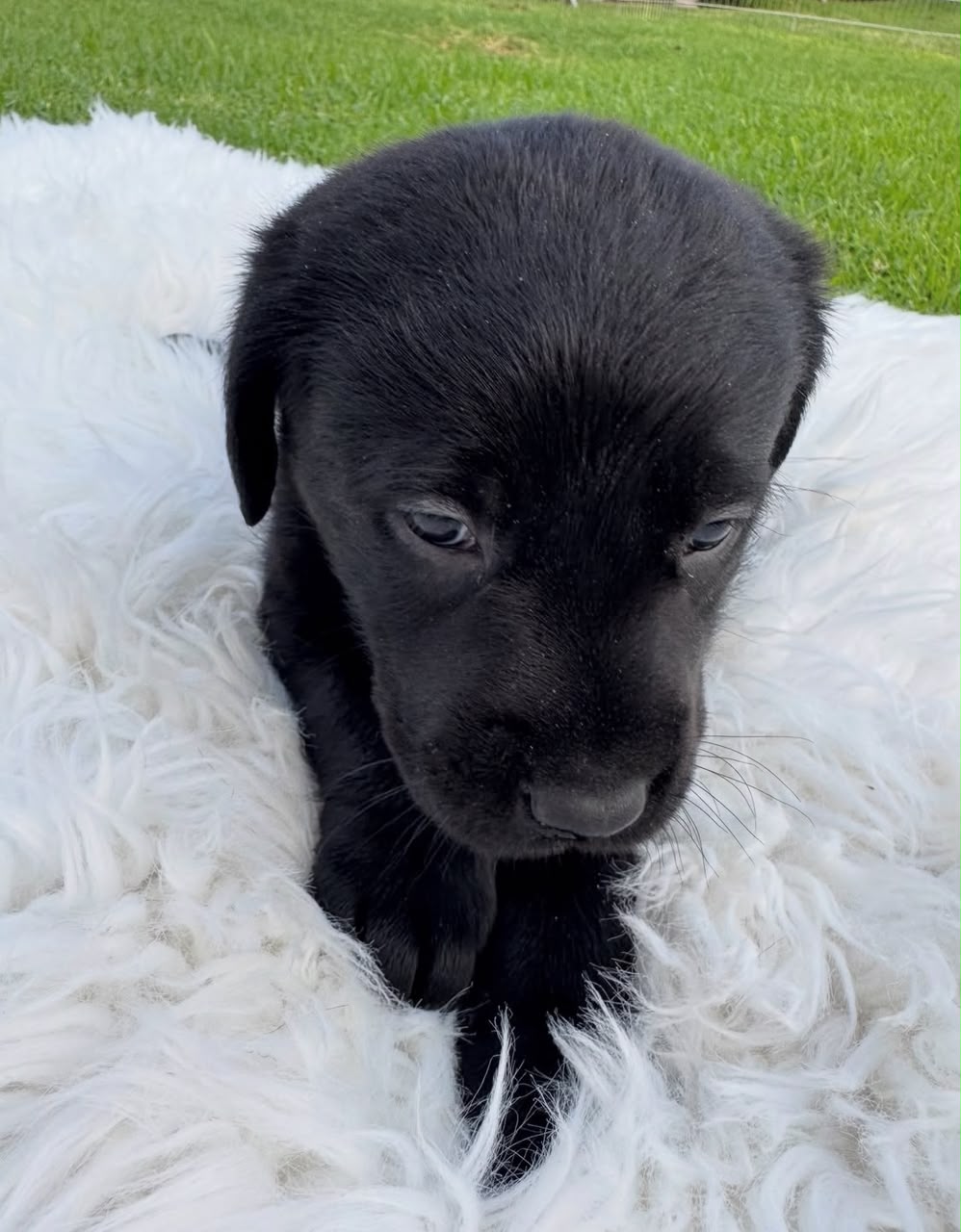 Lucy, Labrador Retriever puppy